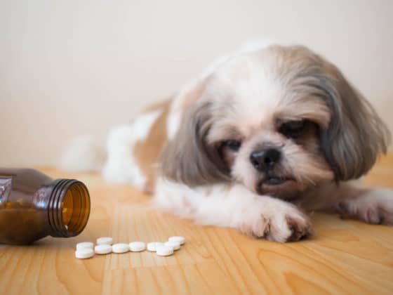 Sick dog - White medicine pills spilling out of bottle on wooden floor with blurred cute Shih tzu dog background. Pet health care, veterinary drugs and treatments, Benadryl for dogs concept. Selective focus.