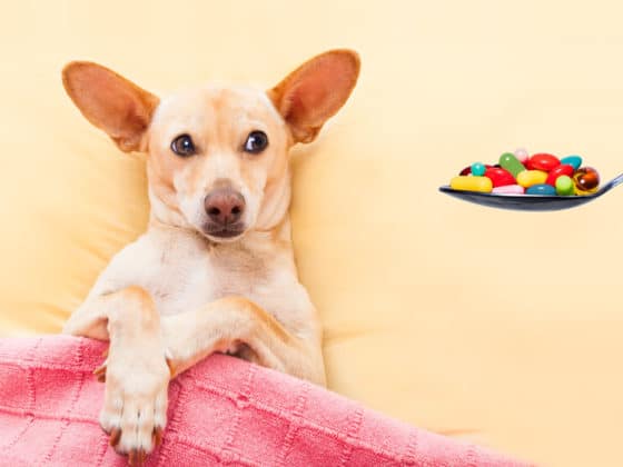 A small dog rests in bed, offered a spoonful of pills. Gabapentin for dogs concept.