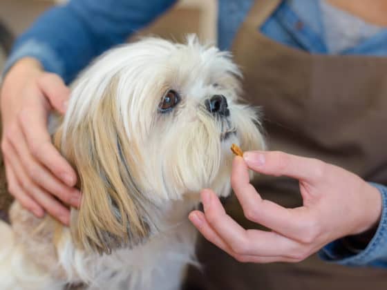 A white and brown dog taking a pill from human hands.