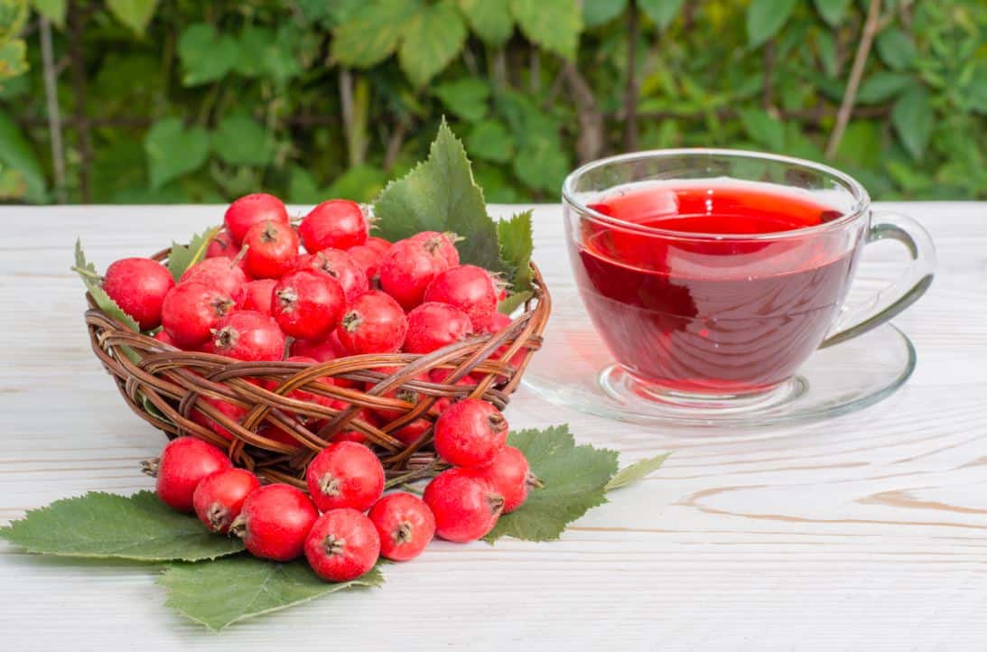 Hawthorn Berry Uses, Benefits and Side Effects Drug Genius