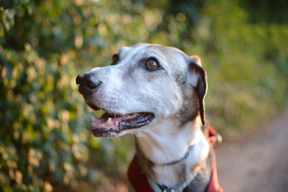 An older white and brown dog smiling.