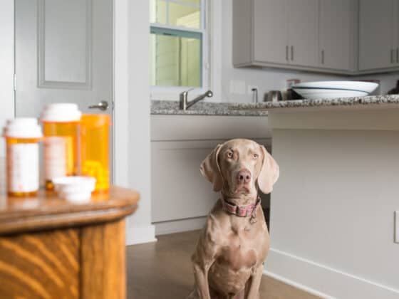 A dog waiting in the kitchen while staring at pill bottles on the table.