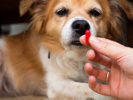 A pet owner giving a dog a red pill.