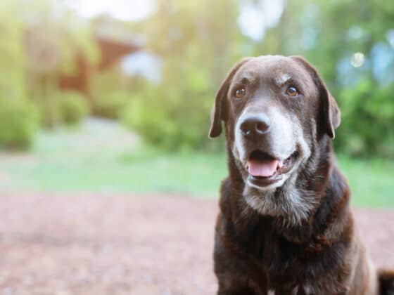 An old chocolate Labrador smiling.