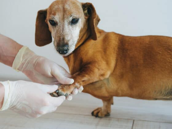An older dachshund holding its paw out to a veterinarian with gloves.