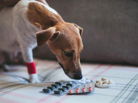 A sick Jack Russel terrier sniffing pills.