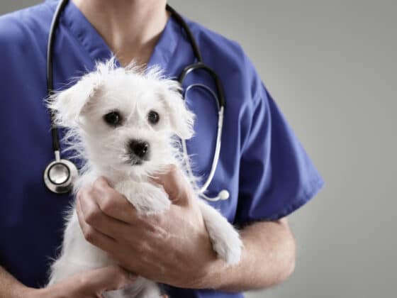 A veterinarian holding a small white dog.