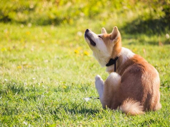 A light brown and white dog sitting in the grass and scratching fleas off his neck.