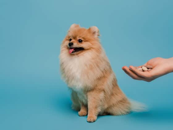 A pomeranian dog resisting medicine from its owner.