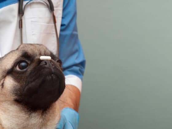 A pug sitting in front of a veterinarian and holding a white pill on its nose.